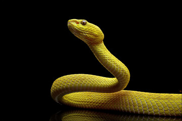 Yellow viper snake isolated on black background, Yellow White-lipped Pit Viper (Trimeresurus insularis)