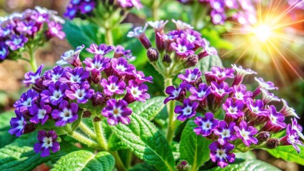 Obraz premium Vibrant purple heliotrope flowers bloom under bright sunlight, showcasing delicate petals and intricate details in a stunning display of natural beauty.