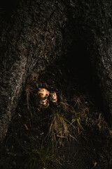 old cave in the forest mushroom