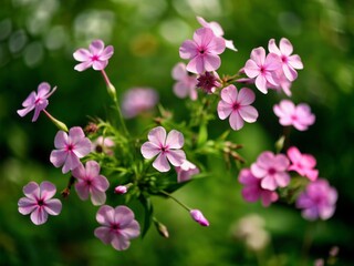 Fototapeta premium Delicate pink phlox flowers suspended in mid-air, swaying gently with the breeze, creating a mesmerizing display of beauty and weightless grace in soft focus.