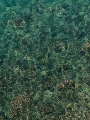 green sea surface