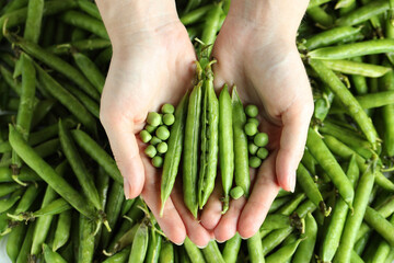 Woman holding fresh green pea pods, top view