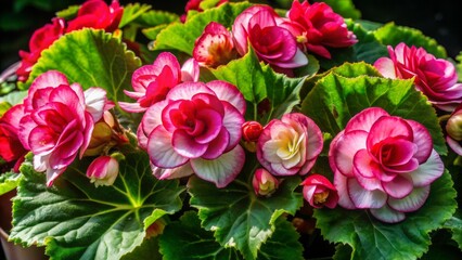 Obraz premium Vibrant pink and white begonias with delicate petals and dark green leaves pop against a dramatic black background, showcasing nature's beauty in stunning detail.