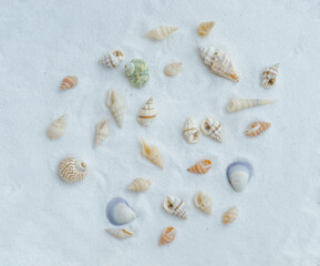 A group of seashells Pattern On white Background. Summer Concept. Flat Lay. Top View. Seashell for design.