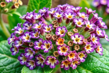 Obraz premium Vibrant purple heliotrope blooms with delicate petals and golden centers shine against a transparent background, showcasing their intricate beauty and elegant, whimsical charm.
