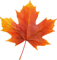 Obraz premium Autumn Splendor: Maple Leaf Close-Up