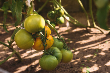 Clusters of green tomatoes begin to ripen in country house greenhouse