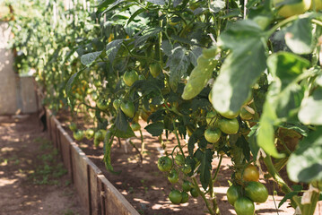 Green tomatoes begin to ripen in country house greenhouse