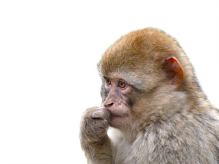 Fototapeta premium monkey barbary macaque isolated on white background