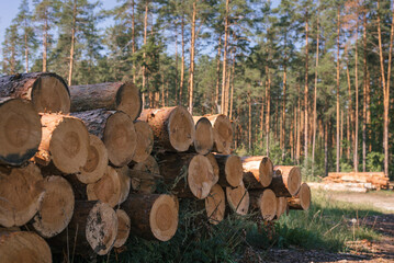 Pine wood stacked. Timber harvesting. wood industry