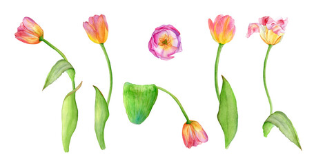 Watercolor illustration of pink tulips. Set of spring flowers for cards, invitations, wedding design.