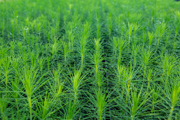 Young pine tree seedling. Growing young Christmas trees