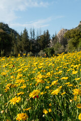 Meadow of yellow daisies with woodland and forest area in the background. Beautiful summer colorful panoramic landscape of flower meadow with daisies against blue sky with clouds.
