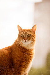 Cute ginger cat siting on window sill and waiting for something..