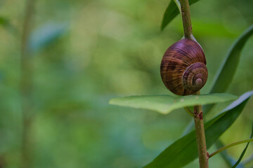 shell snail sucked to the stem