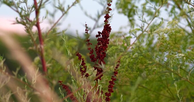 Close up of the fruit of the rumex obtusifolius, commonly known as bitter dock during summer, in golden hour