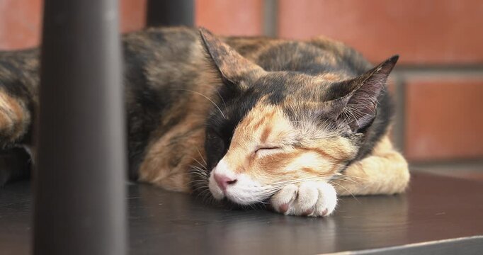 Cute chimera cat with two-toned face sleeping tightly on a chair with brick wall background. Furry feline snoozes and naps. Calm domestic pet life care concept.