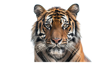Fototapeta premium Close-up portrait of an Asian Bengal tiger, staring directly at the camera, set on a white background, highlighting its powerful gaze and striking coat pattern