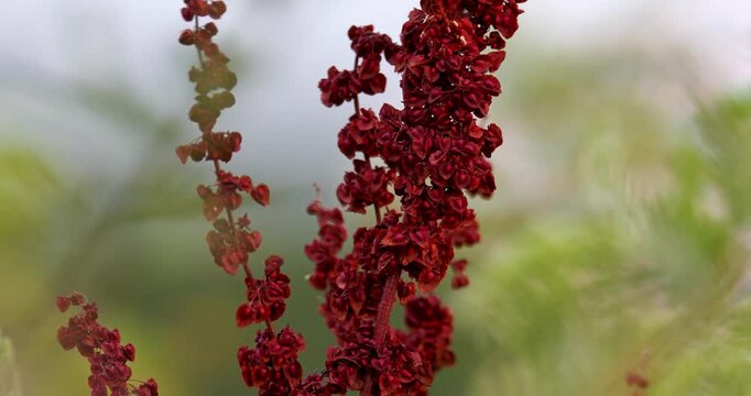 Close up of the fruit of the rumex obtusifolius, commonly known as bitter dock during summer, in golden hour