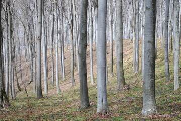 Obraz premium Beech trees in the forest landscape
