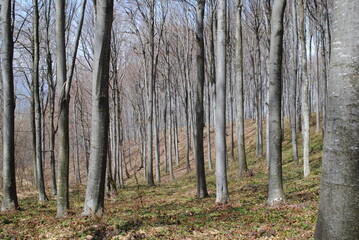 Beech trees in the forest landscape