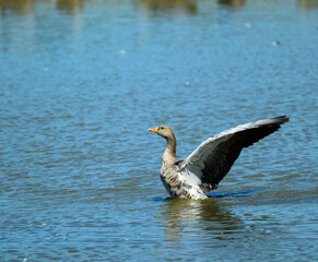 Fototapeta premium Greylag goose at wetland