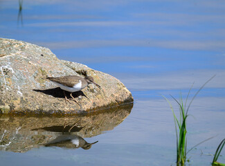 Common sandpiper standing on rock at wetland with reflection