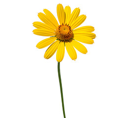 Yellow Flower. png isolated background. transparent background