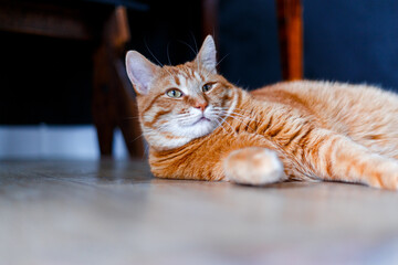 A very cute ginger tabby fat cat lies on the floor and wants to sleep. Closeup portrait. Sunlight and home comfort. The concept of domestic animals.