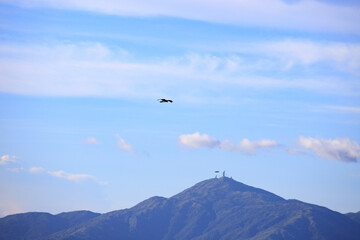 Soaring Bird Over the Majestic Mountain Peaks