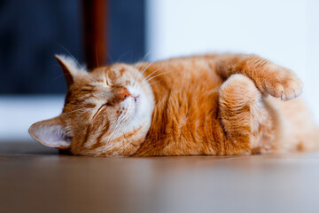 Orange Tabby Cat Sleeping at home, Close-up. Fat cute ginger kitty take relax on wooden floor.