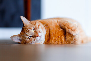 A very cute ginger tabby fat cat lies on the floor and wants to sleep. Closeup portrait. Sunlight...