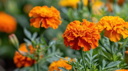 A close-up of orange marigold flowers in full bloom, capturing their bright and lively color