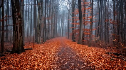Fototapeta premium A forest path covered in brown autumn leaves, leading through tall, bare trees