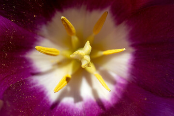 close up of flower