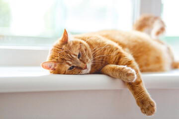 Beautiful fluffy shorthair ginger cat lying on the windowsill and has relax.