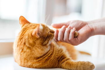 Happy fat orange cat cat lovely comfortable sleeping on the windowsill by the man hand take cats...