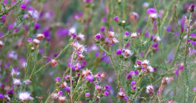 Close up of the carduus acanthoides, or the spiny plumeless thistle plant during summer, in full bloom, with its purple flowers and fluffy fruiting