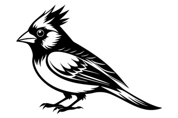 Cardinal silhouette vector illustration