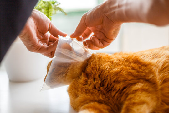 male veterinarian holding cute ginger fat cat with Elizabethan collar after sterilization in vet clinic.