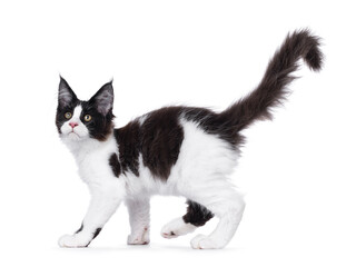 Handsome black and white Maine Coon cat kitten, walking side ways. Looking up and away from camera. Isolated on a white background.