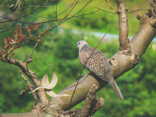 Spotted Dove Sitting Quietly on a Tree