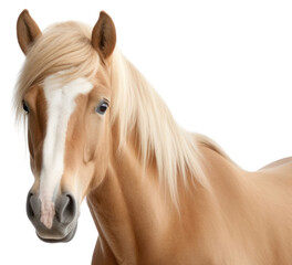 Obraz premium PNG Stallion animal mammal horse.