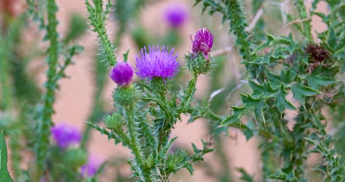 Close up of the carduus acanthoides, or the spiny plumeless thistle plant during summer, in full bloom, with its purple flowers and fluffy fruiting