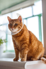 A orange cat in a platsik veterinary collar after surgery lies sad at home on the window sill. Exhausted fat breed cat with vet Elizabethan collar to prevent licking wounds at home.