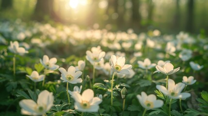 Sunlight on Spring Flowers