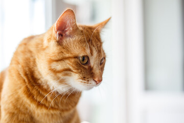 Cute ginger tabby cat laying on window sill closeup.