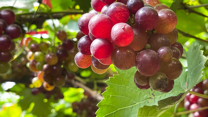 red grapes on vine