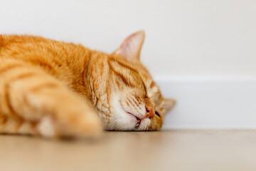 Adorable ginger kitten purebred straight lying on the floor, top view, on a white background. Flat Lay fat cat well-eat and relax on wooden floor at home.