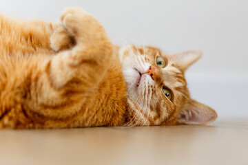 A very cute ginger tabby fat cat lies on the floor and wants to sleep. Closeup portrait. Sunlight...
